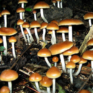 Cogumelos Mágicos Desidratados (Pcilocybe Cubensis)