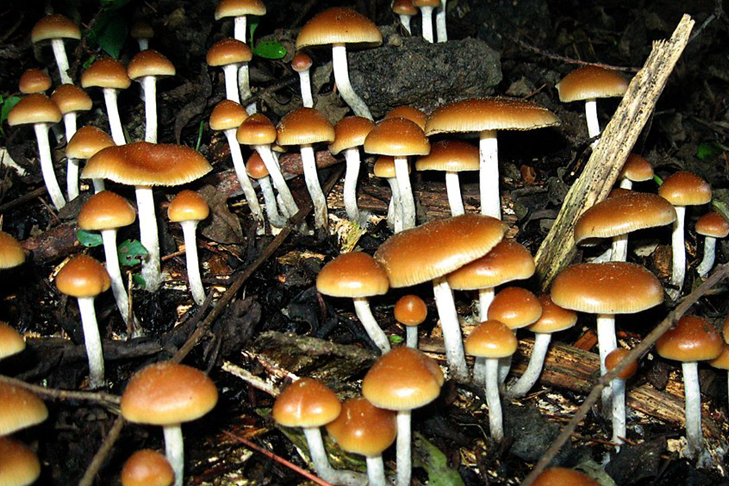 Cogumelos Mágicos Desidratados (Pcilocybe Cubensis)