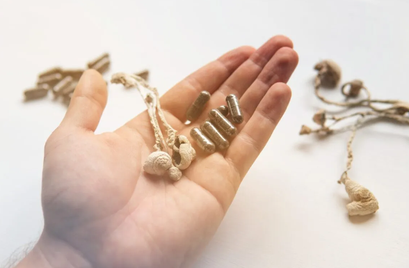 Cogumelos Mágicos Microdose (Pcilocybe Cubensis) - Imagem 2